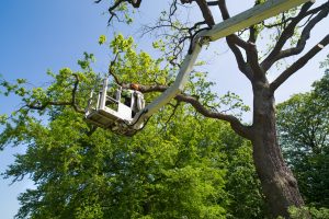 Used Forestry Bucket Trucks for Sale