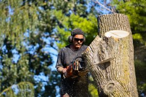 Tree Cutting with Used Forestry Trucks